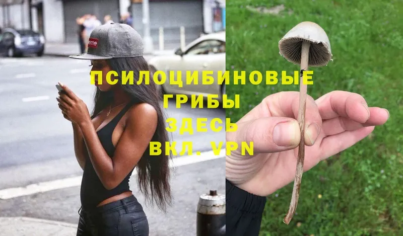 Галлюциногенные грибы Psilocybe  Новосиль 